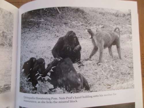 THROUGH A WINDOW JANE GOODALL FIRST EDITION 1990