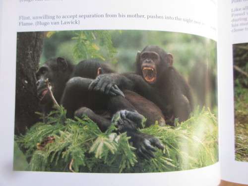 THROUGH A WINDOW JANE GOODALL FIRST EDITION 1990