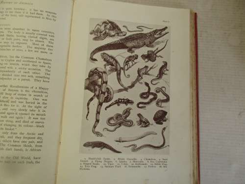 POPULAR NATURAL HISTORY 1913