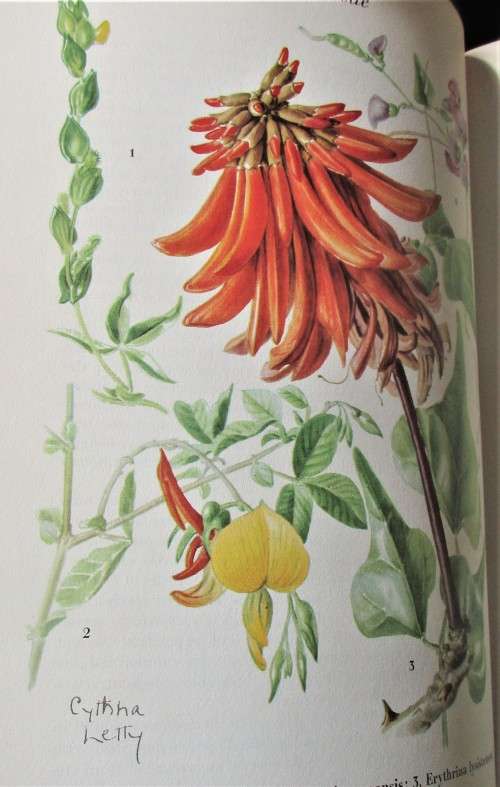 WILD FLOWERS OF THE TRANSVAAL CYNTHIA LETTY 1962 FIRST EDITION