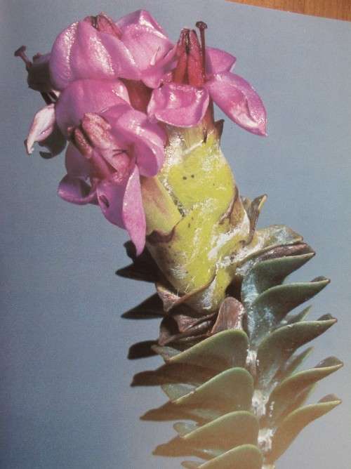 WILD FLOWERS OF TABLE MOUNTAIN W JACKSON FIRST EDITION 1977