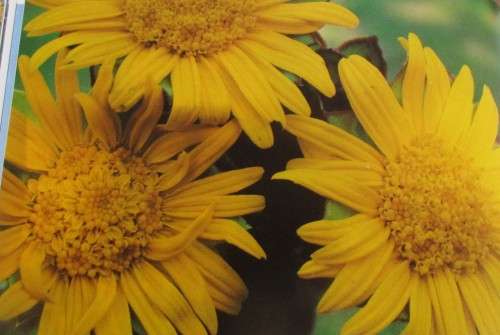 WILD FLOWERS OF TABLE MOUNTAIN W JACKSON FIRST EDITION 1977