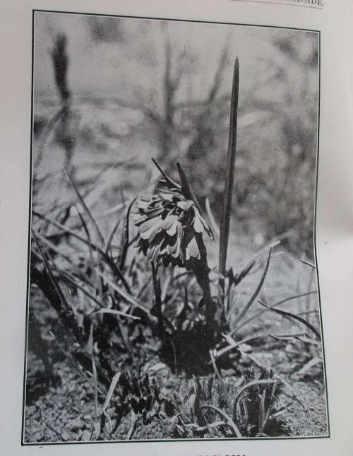 FLOWERS BY THE ROADSIDE R A H FLUGGE-DE SMIDT FIRST EDITION 1947 SIGNED COPY