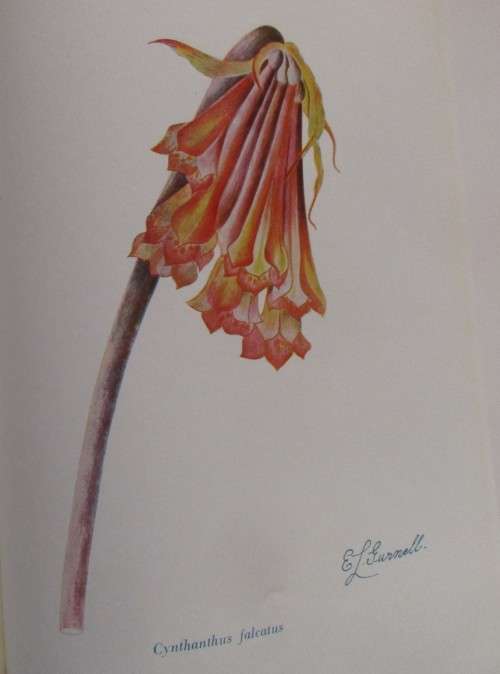 FLOWERS BY THE ROADSIDE R A H FLUGGE-DE SMIDT FIRST EDITION 1947 SIGNED COPY