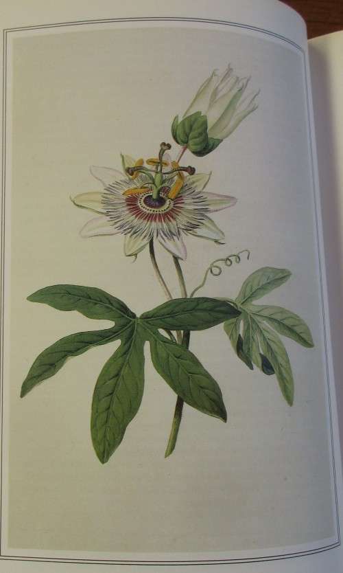 A CELEBRATION OF FLOWERS TWO HUNDRED YEARS OF CURTIS`S BOTANICAL MAGAZINE FIRST EDITION 1987
