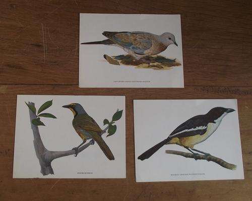 THREE PRINTS OF BIRDS SHRIKE,LAUGHING DOVE AND BOKMAKIERIE