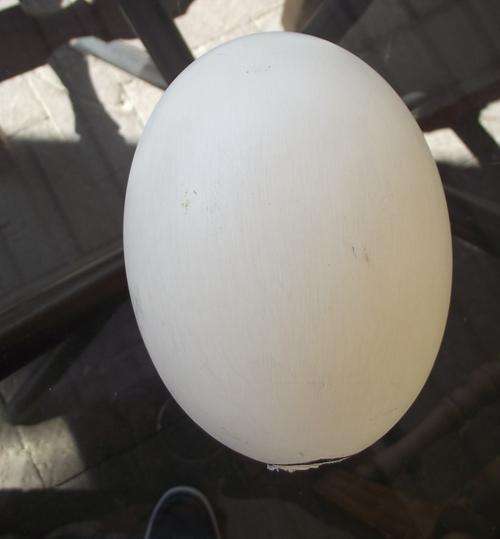 WHITE OSTRICH EGG