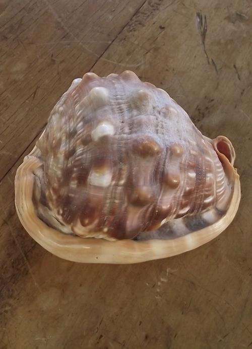 SHELL