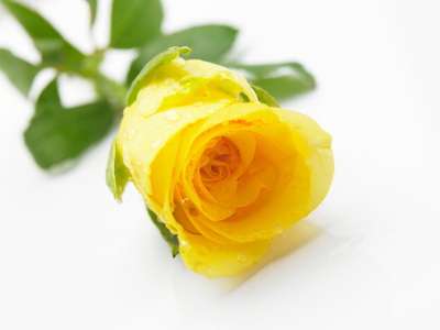 Yellow Rose Seeds (15 seeds)