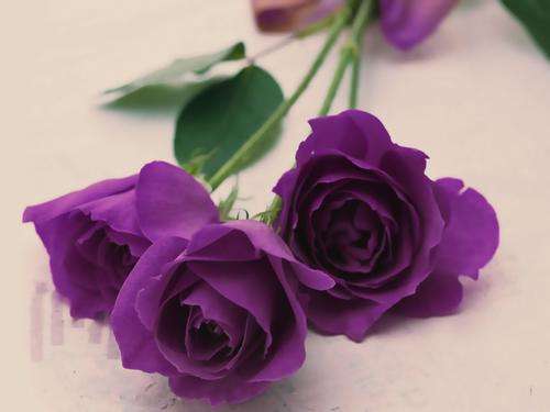 Purple Rose Seeds (15 seeds)