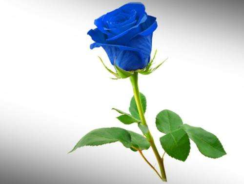 Blue Rose Seeds (15 seeds)