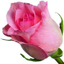 Pink Rose Seeds (15 seeds)