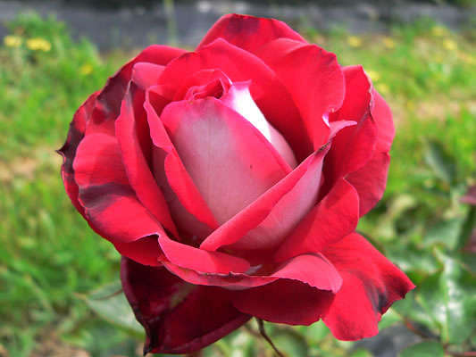 Osiria Rose Seeds (15 seeds)