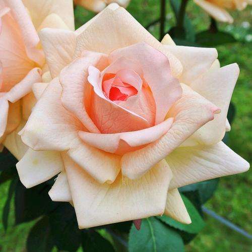 Champagne Rose Seeds (15 seeds)