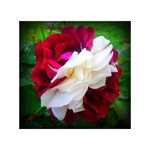 Zampa Dust Rose Seeds (15 seeds)