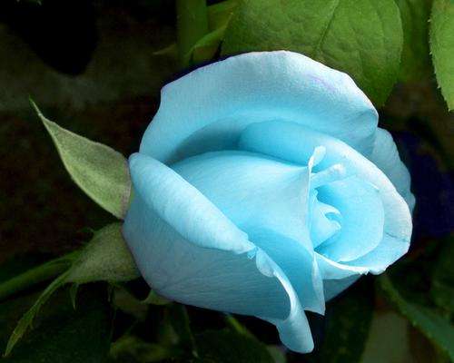 Baby Blue Rose Seeds (15 seeds)