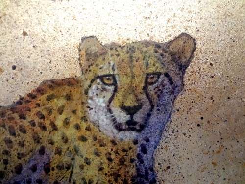 MARK ENSLIN  -  GALLERY RETAIL R3 950 - CHEETAH
