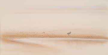 paul bosman - egyptian geese