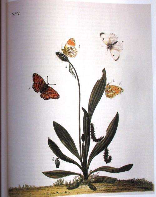 The Aurelian Legacy British Butterflies and Their Collectors : Michael A Salmon