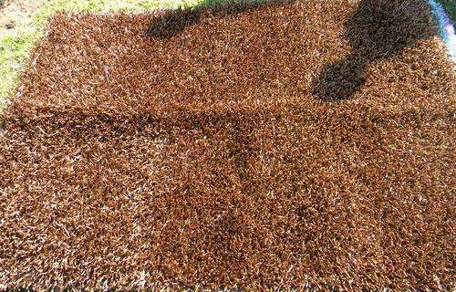 CRAZY R1 N.R ! * Rugs to Riches * Persian Rugs Gallery * Shabby India 180cm x 120cm with Certificate