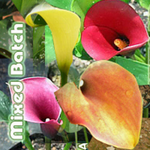 Mixed Batch of Zantedeschia bulbs - Calla Lilly - Arum Lilly fully grown bulbs by Emerald-Green