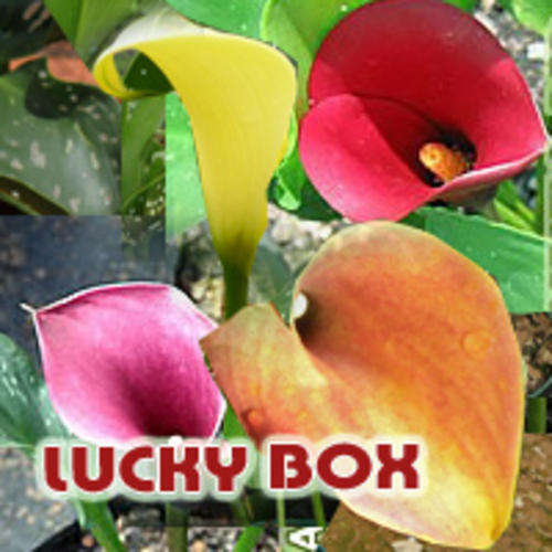 Lucky Box of Zantedeschia bulbs - Calla Lilly - Arum Lilly fully grown LARGE bulbs