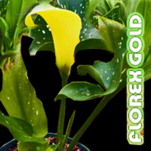 Florex Gold Zantedeschia bulbs - Calla Lilly - Arum Lilly fully grown LARGE bulbs