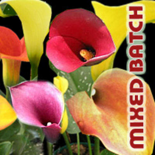Mixed Batch of Zantedeschia bulbs - Calla Lilly - Arum Lilly fully grown LARGE bulbs