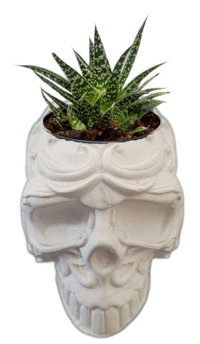 Skull Pots
