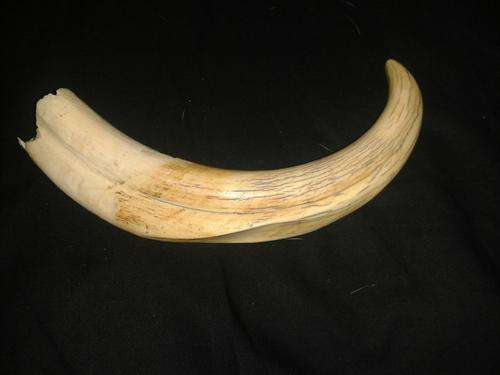 22cm Warthog tusk