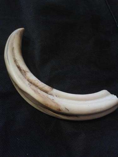 Huge +- 26cm Warthog Tusk