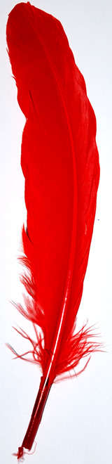 Red feathers   (5pcs)