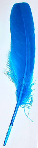 Sale!! Bright blue feathers   (5pcs)
