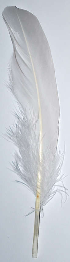 Sale!! White feathers   (5pcs)