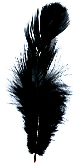 Small Black feathers   (10pcs)