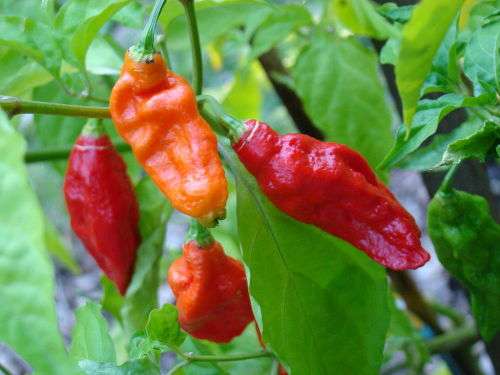 Bhut Jolokia Chilli Seeds (Ghost Pepper)