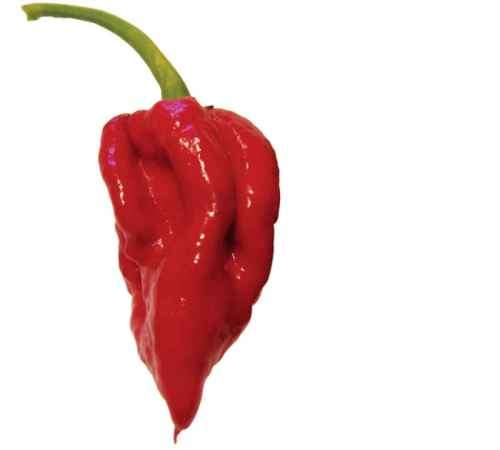 Naga Viper Chilli Seeds