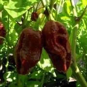 7 Pot Douglah Chilli Seeds