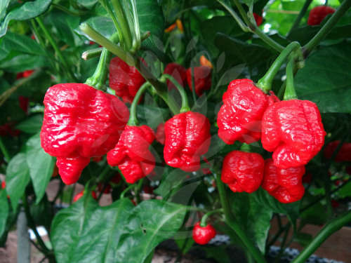 Trinidad Moruga Scorpion Chilli Seeds