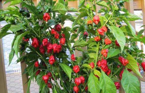 Carolina Reaper Seeds