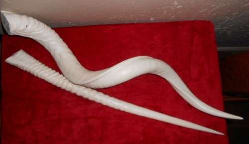 REAL  KUDU and GEMSBOK (ORYX ) HORNS. CENTRE PIECE