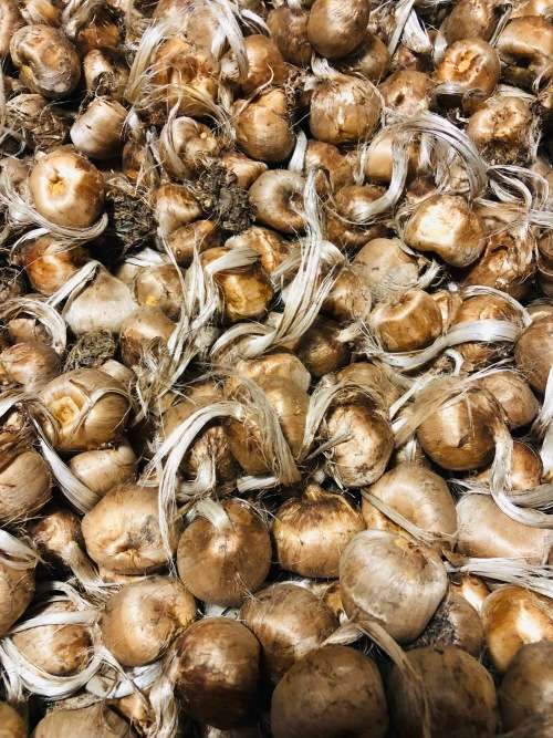 Saffron Bulbs - Crocus Sativus