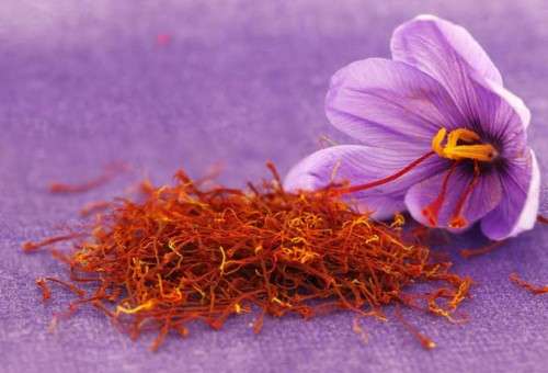 Saffron Bulbs - Crocus Sativus