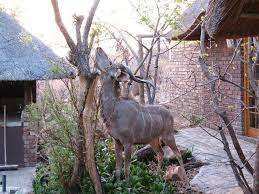 Mabalingwe Peak Week 1 Timeshare