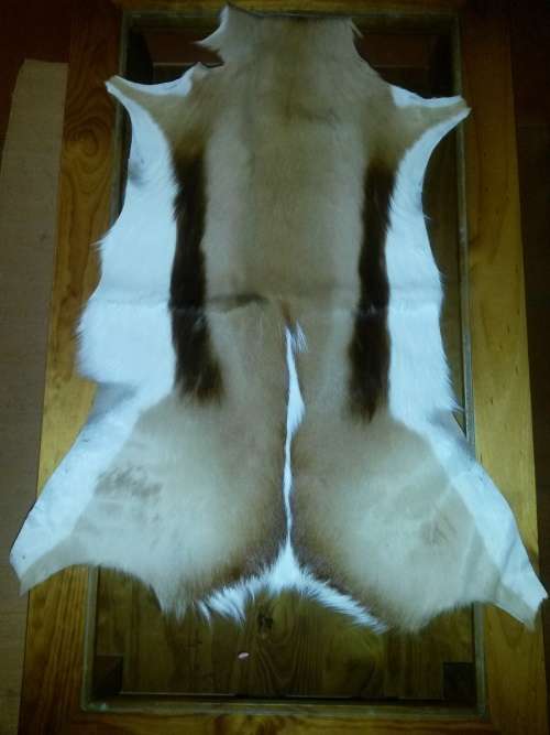 ***SPRINGBOK SKIN - BEAUTIFULLY TANNED