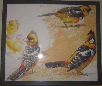 CRESTED BARBET BIRD PRINT