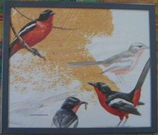 BIRD PRINT - CRIMSON BREASTED SHRIKE