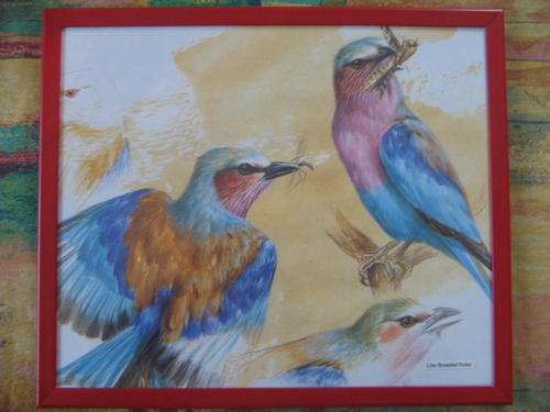 BIRD PRINT - LILAC BREASTED ROLLER