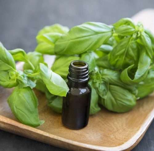 Basil Essential Oil10 ml (1/3 oz). 100% Pure, Undiluted