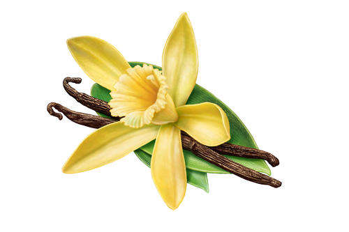 Vanilla Essential Oil10 ml (1/3 oz). 100% Pure, Undiluted
